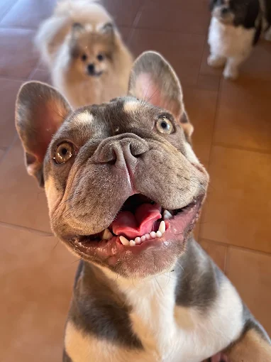 Cachorro feliz se divertindo na creche para cães Hanna Banana em Catanduva