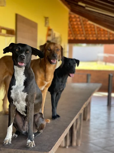 Cachorro feliz no hotel e creche Hanna Banana em Catanduva, SP