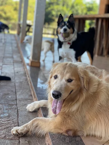 Cachorro brincando com brinquedos no hotel para cães Hanna Banana Catanduva