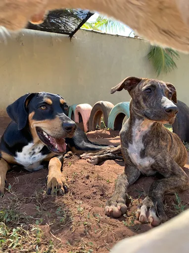 Cachorro fofo hospedado no hotel canino Hanna Banana em Catanduva
