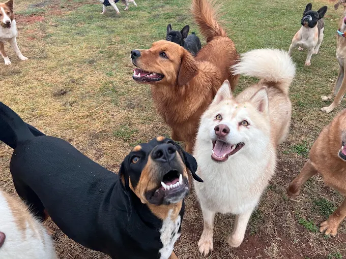 Cachorro feliz durante creche no centro de socialização Hanna Banana Catanduva