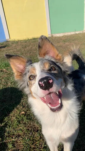 Cachorro feliz brincando na creche Hanna Banana em Catanduva, SP
