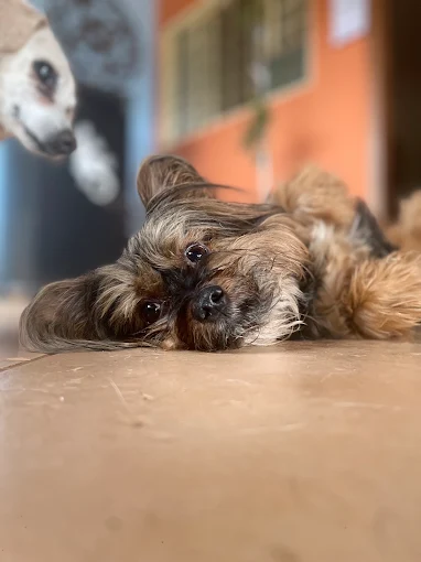 Cachorros brincando e socializando no centro de socialização canina Hanna Banana em Catanduva