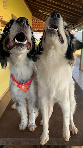Cachorro aproveitando o dia no centro de socialização canina Hanna Banana Catanduva